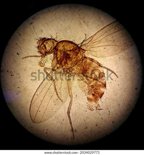 Fruit Fly Drosophila Under Microscope Stock Photo 2034029771 Shutterstock