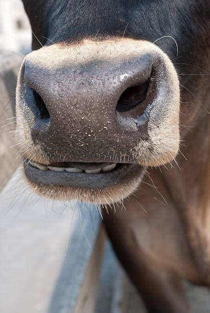 Cow Teeth Stock Photos Pictures And Royalty Free Images Istock