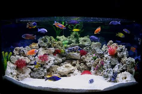 Brackish Water Fish - A Complete Care Guide | Fishkeeping World