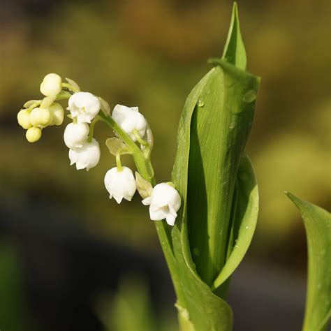 Convallaria Majalis Maigl Ckchen Online Kaufen Bei Blumixx