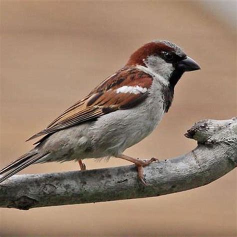 Is sparrow An Indian bird? - DIY Seattle