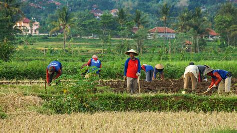 situation   village  farmers  preparing  land