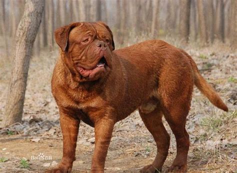 世界十大名犬世界十大名犬排行榜 随意云