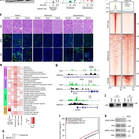 Heterogeneity Of The Cd10⁺ Cell Population A Facs Analysis Of Cd10