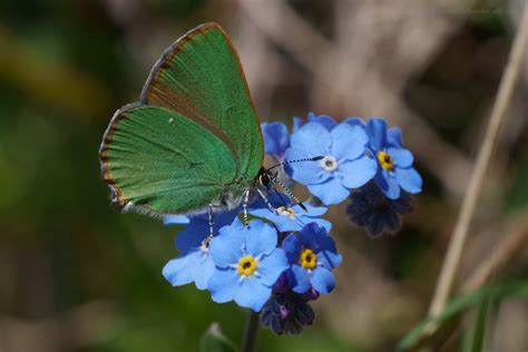 Callophrys Rubi Butterflies Of Croatia