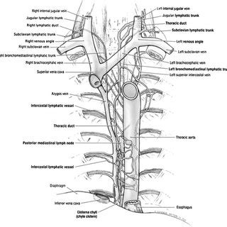 Thoracic Duct Drainage