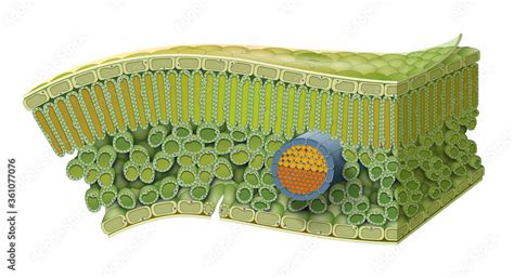 Cellular Structure of Leaf. Internal Leaf Structure a leaf is made of many layers that are ...