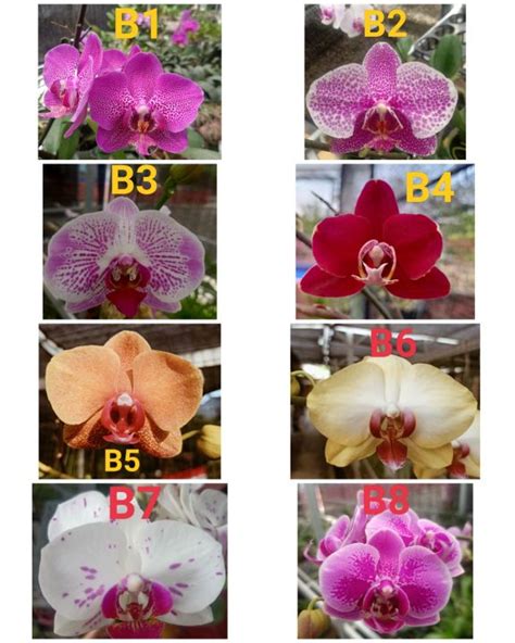 Benih Bibit Seedling Anggrek Bulan Taiwan Phalaenopsis Hybrid Warna