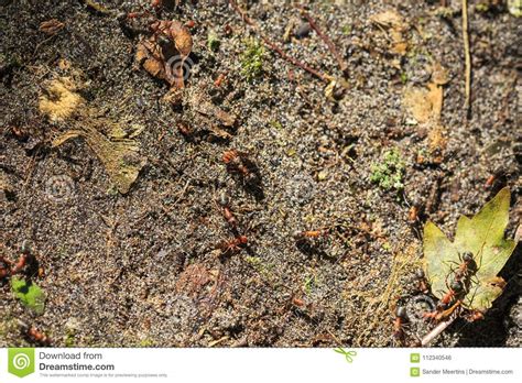 Hormigas Rojas Que Caminan En El Piso Del Bosque Foto De Archivo Imagen De Detallado Yermo