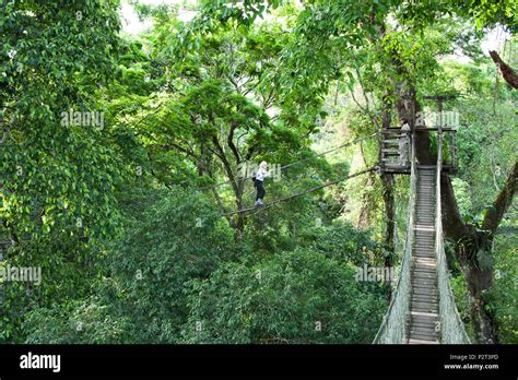 A rain forest canopy walkway in the Amazon forest tambopata national park, at the Inkaterra ...