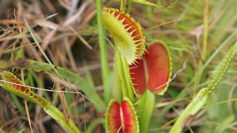 Venus Fly Trap Could Be Sc S Official Carnivorous Plant Wltx