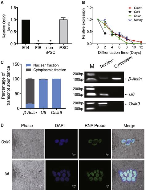 LncRNA Osilr9 Coordinates Promoter DNA Demethylation And The