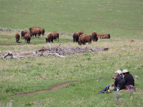 From West Yellowstone Lamar Valley Wildlife Tour By Van