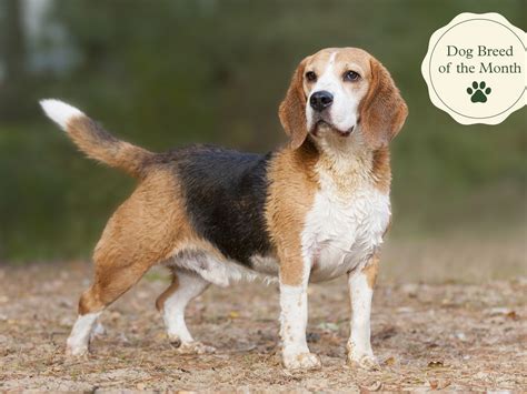 Red Tick Beagle Puppies