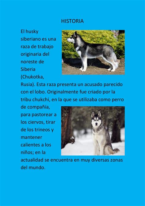 Cual Es La Diferencia Entre Un Husky Siberiano Y Un Husky De Alaska