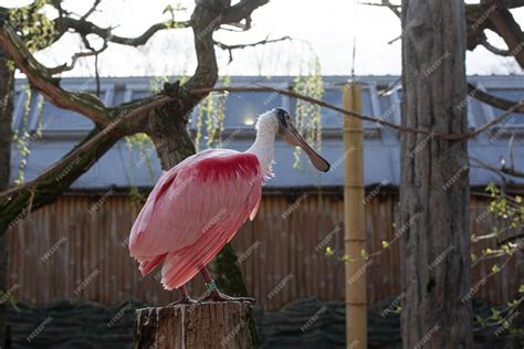 Premium Photo Unique Pink Wading Bird Roseate Spoonbill With A Long Spatulashaped Bill