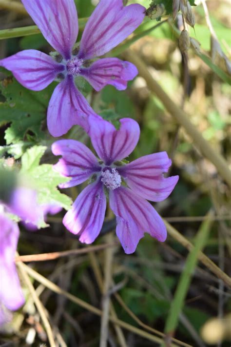 Grande Mauve Créateur De Forêt