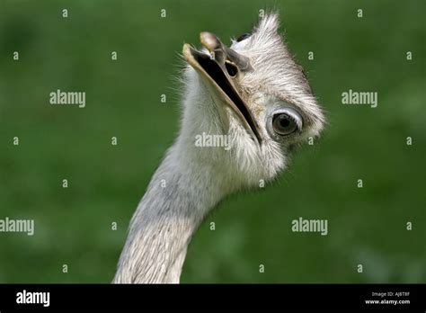 GREATER RHEA Stock Photo, Royalty Free Image: 4786318 - Alamy