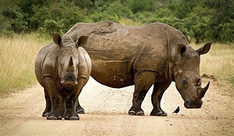 International Commercial Rhino Horn Trade Remains Prohibited Sa People