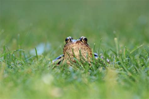 Fotos Gratis Naturaleza C Sped P Jaro Prado Pradera Fauna