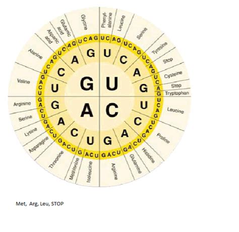 Trna Amino Acid Chart