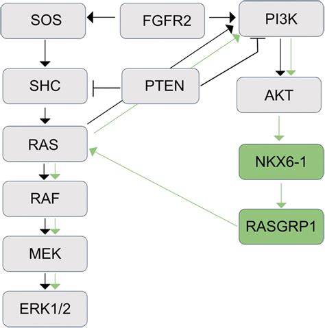 Identification Of A Novel Regulatory Shunt To Rescue Erk And Akt