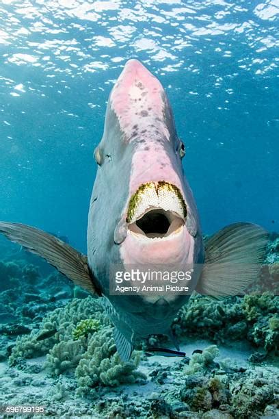 48 Humphead Parrotfish Stock Photos, High-Res Pictures, and Images ...