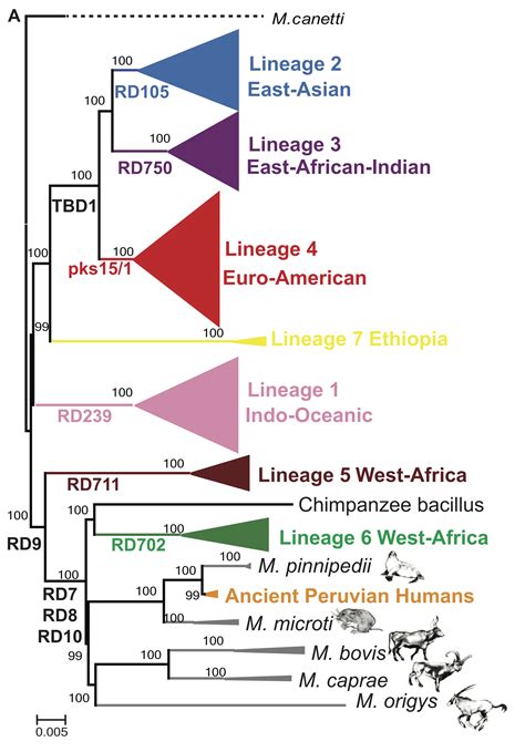 The Global Population Structure Of The Mtbc