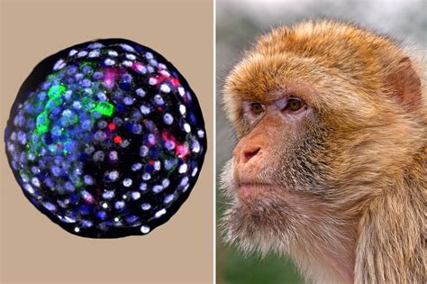 Scientist Create Controversial Human Monkey Hybrid Embryo