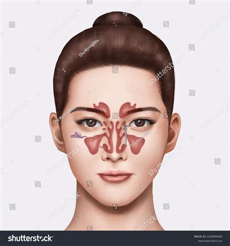 3d Female Illustration Explain Structure Sinuses Stock Illustration