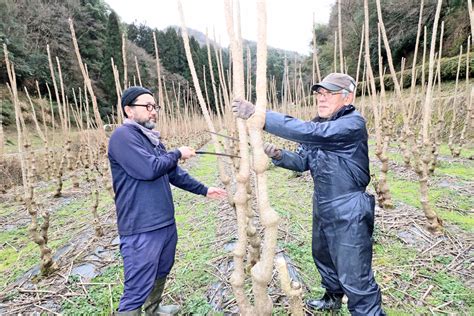 朝刊先読みタラの芽栽培のパイオニア第一線を退き後進に託す 山陰中央新報デジタル