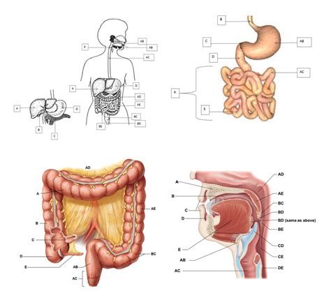 Digestive System Test Diagrams Diagram Quizlet