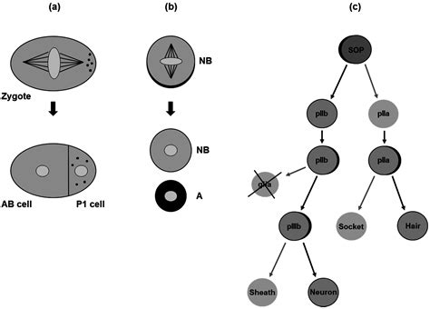 Symmetry Free Full Text Concise Review Asymmetric Cell Divisions In Stem Cell Biology