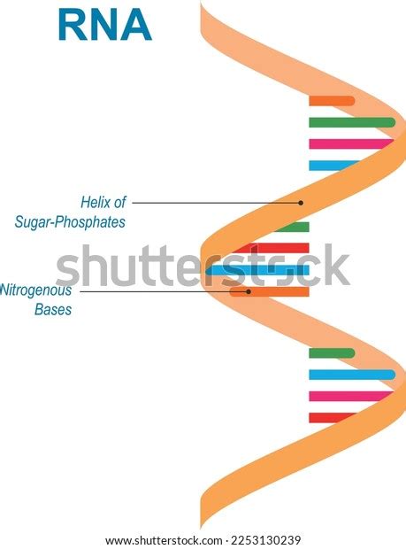 Rna Structure Diagram Rna Nucleic Acid Stock Vector (Royalty Free) 2253130239 | Shutterstock