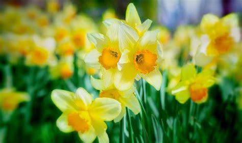 Daffodil Flower Meaning, Symbolism, Mythology & Folklore | UniGuide