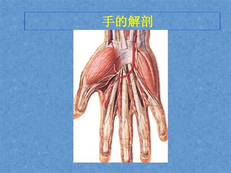 手部肌肉课件word文档在线阅读与下载无忧文档