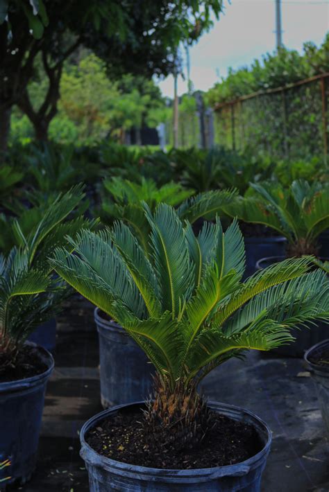 Sago Palm Cycad Cycas Revoluta Citywide Nursery