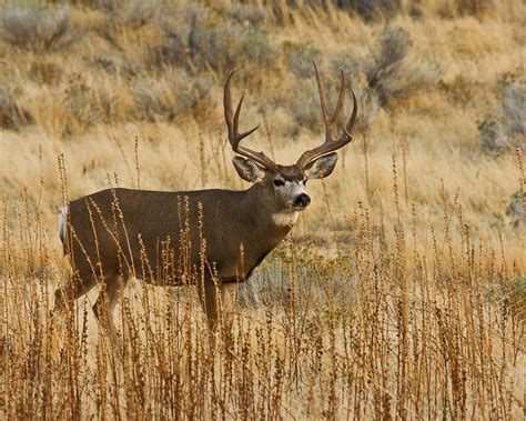 Mule Deer Buck Wallpaper - WallpaperSafari