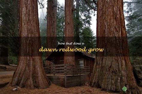 Discovering The Incredible Growth Rate Of The Dawn Redwood Shuncy