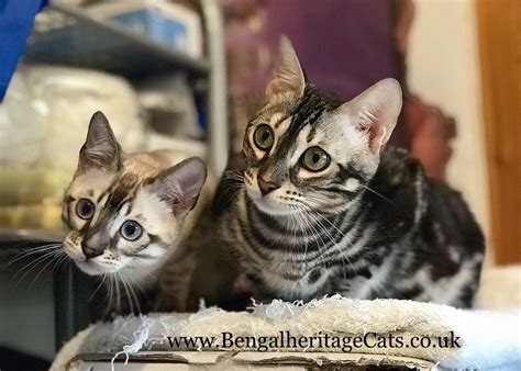 Charcoal Bengal Kittens Bengalheritage Cats Ltd View More