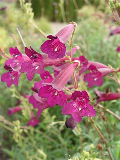 Penstemon Blackbird Beardtongue Garden Center Marketing