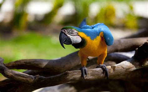 Widescreen Backgrounds Blue And Yellow Macaw Coolwallpapersme