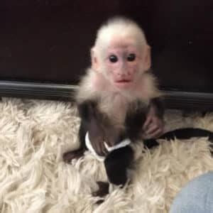 Exotic Monkeys For Sale USA Baby Marmoset Monkey For Sale