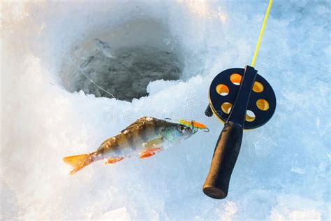 Perch Fish With Rod Lying On The Ice Closeup Winter Fishing Stock