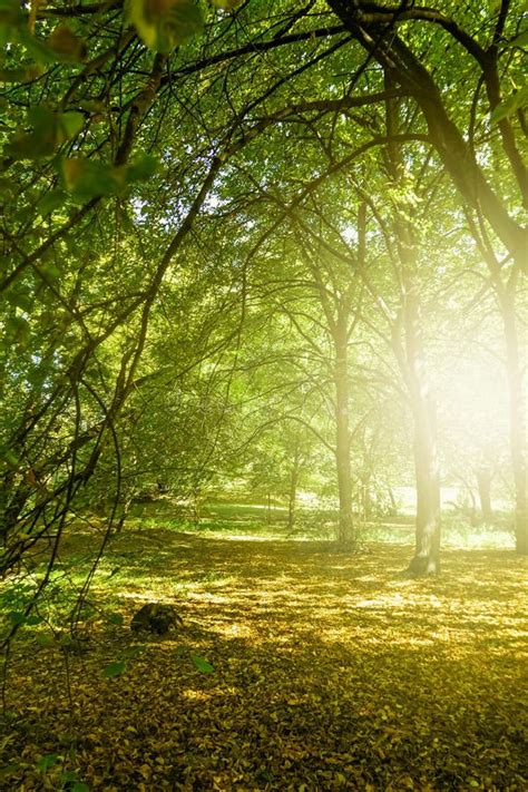 Beautiful Sunny Spring And Summer Nature Trees In Park And Outdoor