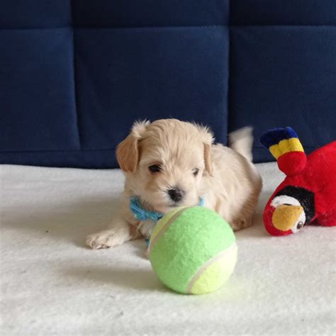 Liczny Piesek Maltipoo Malta Czyk Pudel Toy Ask Olx Pl