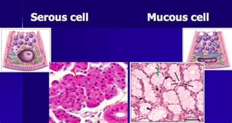 Salivary Gland Practical Flashcards Quizlet