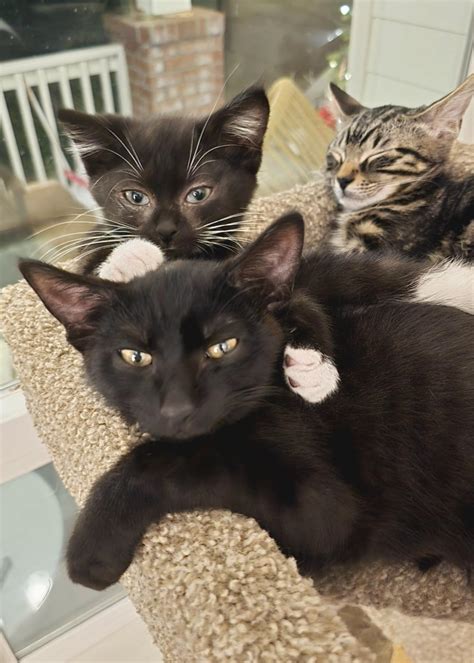SOS Lost Pet Rescue NW,... - SOS Lost Pet Rescue NW, Inc.