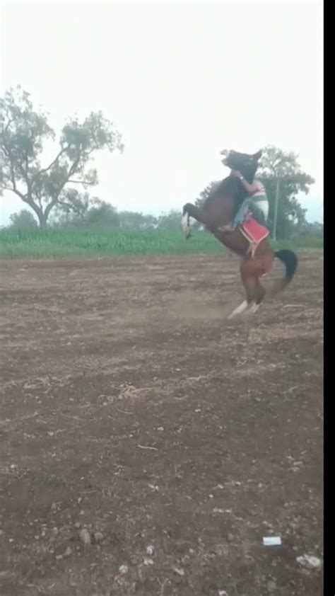 Horse Video 🐴🏇🏇 Youtube