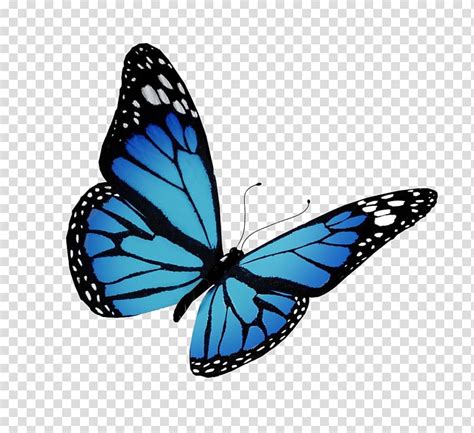 Blue Monarch Butterfly Clipart